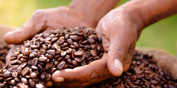 From Bean to Brew — The Sustainable Journey Behind Every Cup